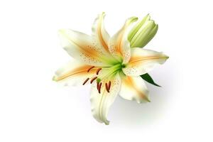 Lily flower isolated on white background.Generative Ai. photo