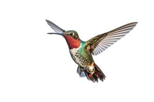 Hummingbird  isolated on white background.Generative Ai. photo