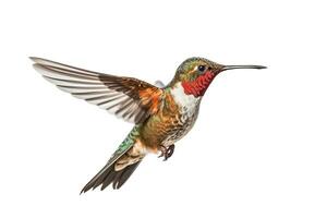 Hummingbird  isolated on white background.Generative Ai. photo