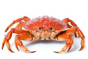 Crab isolated on white background.Generative Ai. photo