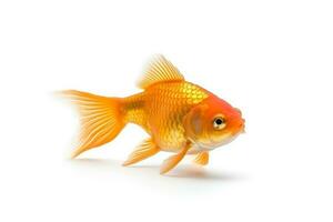 Gold fish isolated on white background .Generative Ai. photo