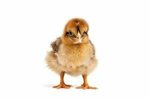 Little brown chicken isolated on white background.Generative Ai. photo