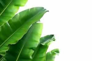 verde plátano hojas aislado en blanco antecedentes .generativo ai. foto