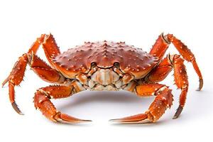 Crab isolated on white background.Generative Ai. photo