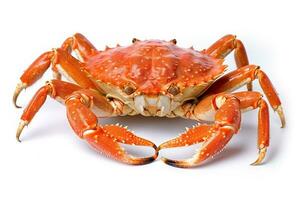 Crab isolated on white background.Generative Ai. photo