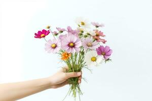 Hand holding cosmos flowers isolated on white background.Generative Ai. photo