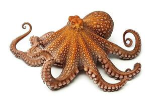 Octopus isolated on white background.Generative Ai. photo