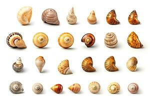 Set of various mollusk shells isolated on white background.Generative Ai. photo