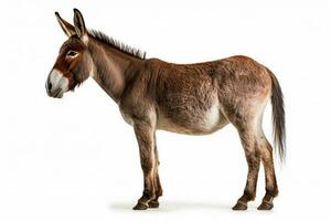 Donkey isolated a on white background.Generative Ai. photo