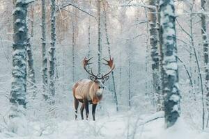 Raindeer in the snow forest.Generative Ai. photo