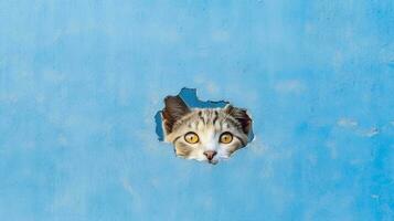 American Shorthair cat emerges from blue wall.Generative Ai. photo