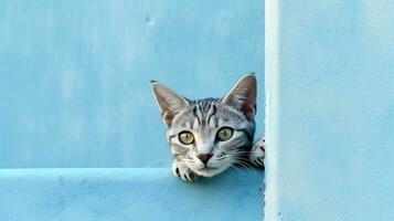 American Shorthair cat emerges from blue wall.Generative Ai. photo