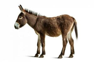 Donkey isolated a on white background.Generative Ai. photo