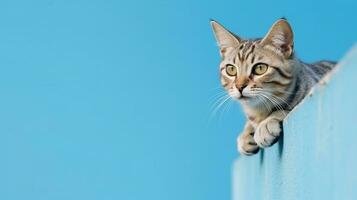 American Shorthair cat emerges from blue wall.Generative Ai. photo