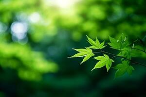 Close up Green maple with bokeh background.Generative Ai. photo