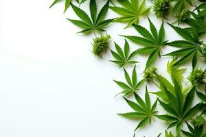 Cannabis leaves on white background.Generative Ai. photo