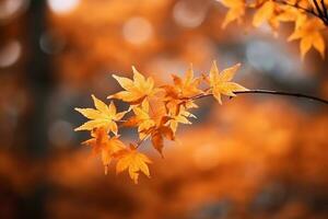 Beautiful maple tree with autumn background.Generative Ai. photo