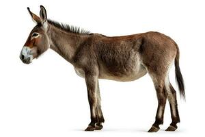 Donkey isolated a on white background.Generative Ai. photo