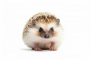 Hedgehog isolated on a white background.Generative Ai. photo