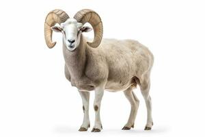 White ram isolated on white background.Generative Ai. photo