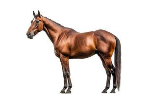 Horse  isolate on white background.Generative Ai. photo