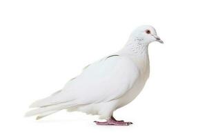 White pigeon isolate on white background.Generative Ai. photo