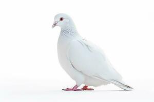 White pigeon isolate on white background.Generative Ai. photo