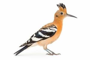 Eurasian hoopoe  isolate on white background.Generative Ai. photo