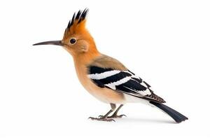 Eurasian hoopoe  isolate on white background.Generative Ai. photo