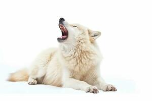 Howling white wolf isolated on white background.Generative Ai. photo
