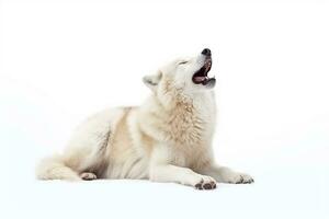 clamoroso blanco lobo aislado en blanco fondo.generativo ai. foto