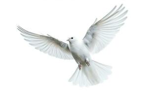 White bird flying isolated on white background.Generative Ai. photo