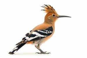 Eurasian hoopoe  isolate on white background.Generative Ai. photo