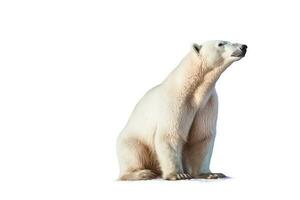 Polar bear isolated on white background .Generative Ai. photo