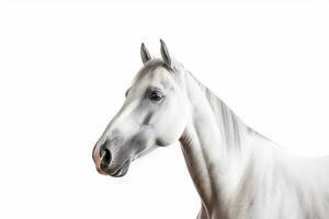 Horse  isolate on white background.Generative Ai. photo