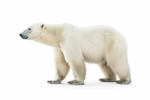 Polar bear isolated on white background .Generative Ai. photo