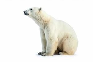 Polar bear isolated on white background .Generative Ai. photo