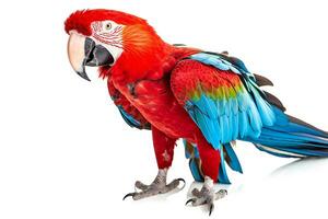 Parrot isolate on white background.Generative Ai. photo