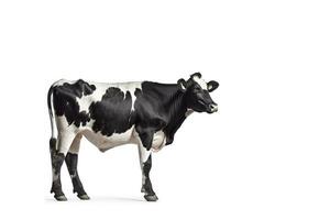 Cow isolate on white background.Generative Ai. photo