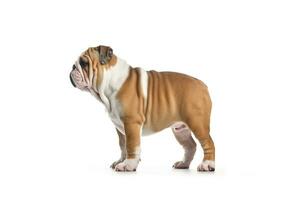 Bulldog standing isolated on white background.Generative Ai. photo