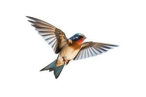 Swallow flying isolated on white background.Generative Ai. photo