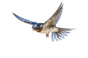 Swallow flying isolated on white background.Generative Ai. photo