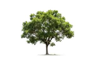 Tree isolated on white background.Generative Ai. photo