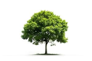 Tree isolated on white background.Generative Ai. photo