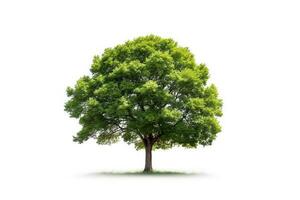 Tree isolated on white background.Generative Ai. photo