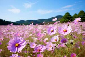 Beautiful  cosmos flower of field.Generative Ai. photo