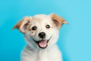 Dog on blue background photo