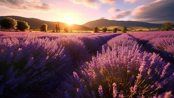 Lavender field with sunlight photo