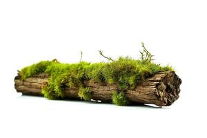 Green moss on wooden log isolated on white background photo