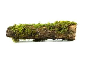 Green moss on wooden log isolated on white background photo